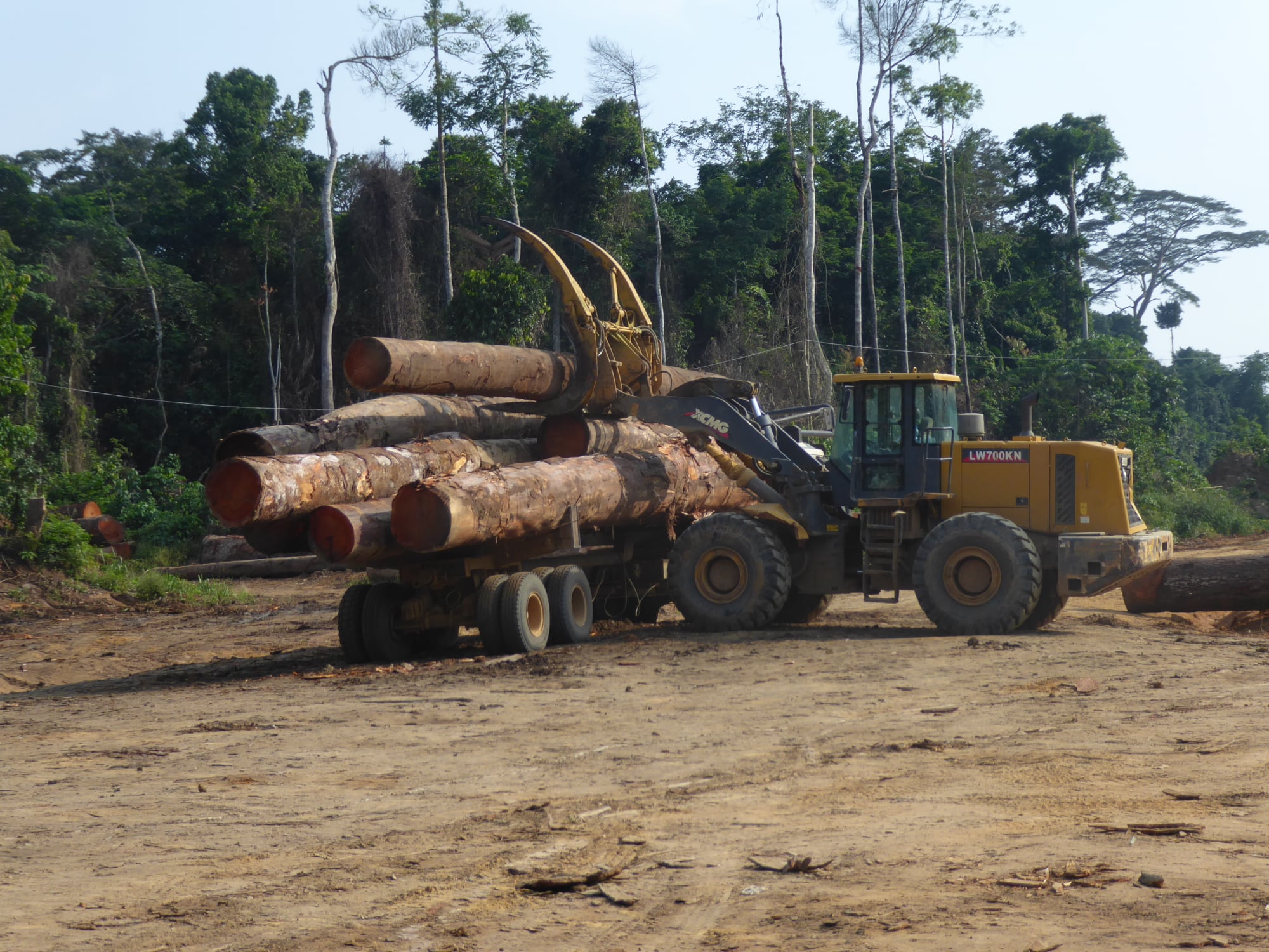 Forêt : Un rapport de l’Observation indépendante relève des illégalités dans l’exploitation forestière dans la Mongala