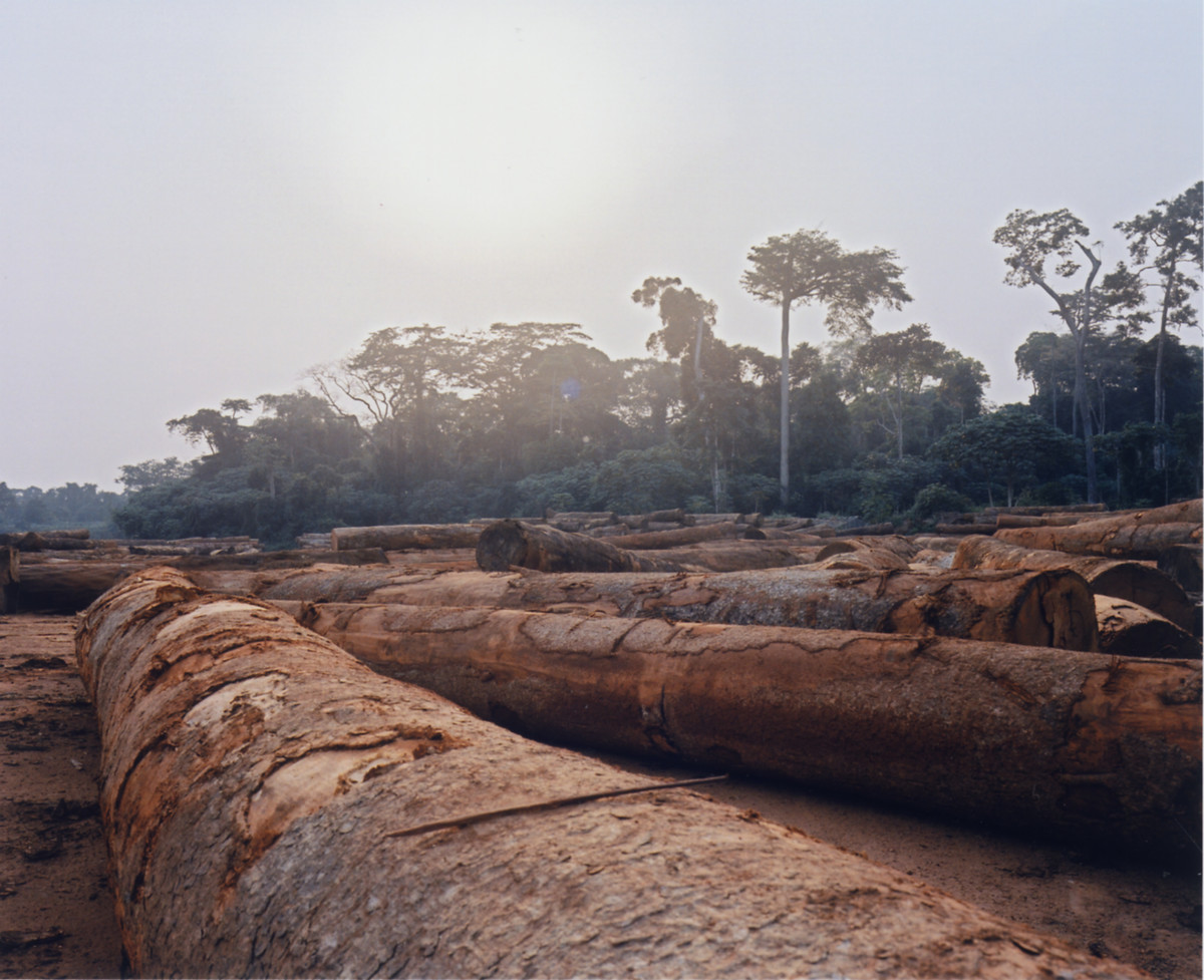 Forêt : Rapport de l’IGF, les organisations de la société civile saisissent la Cour de Cassation