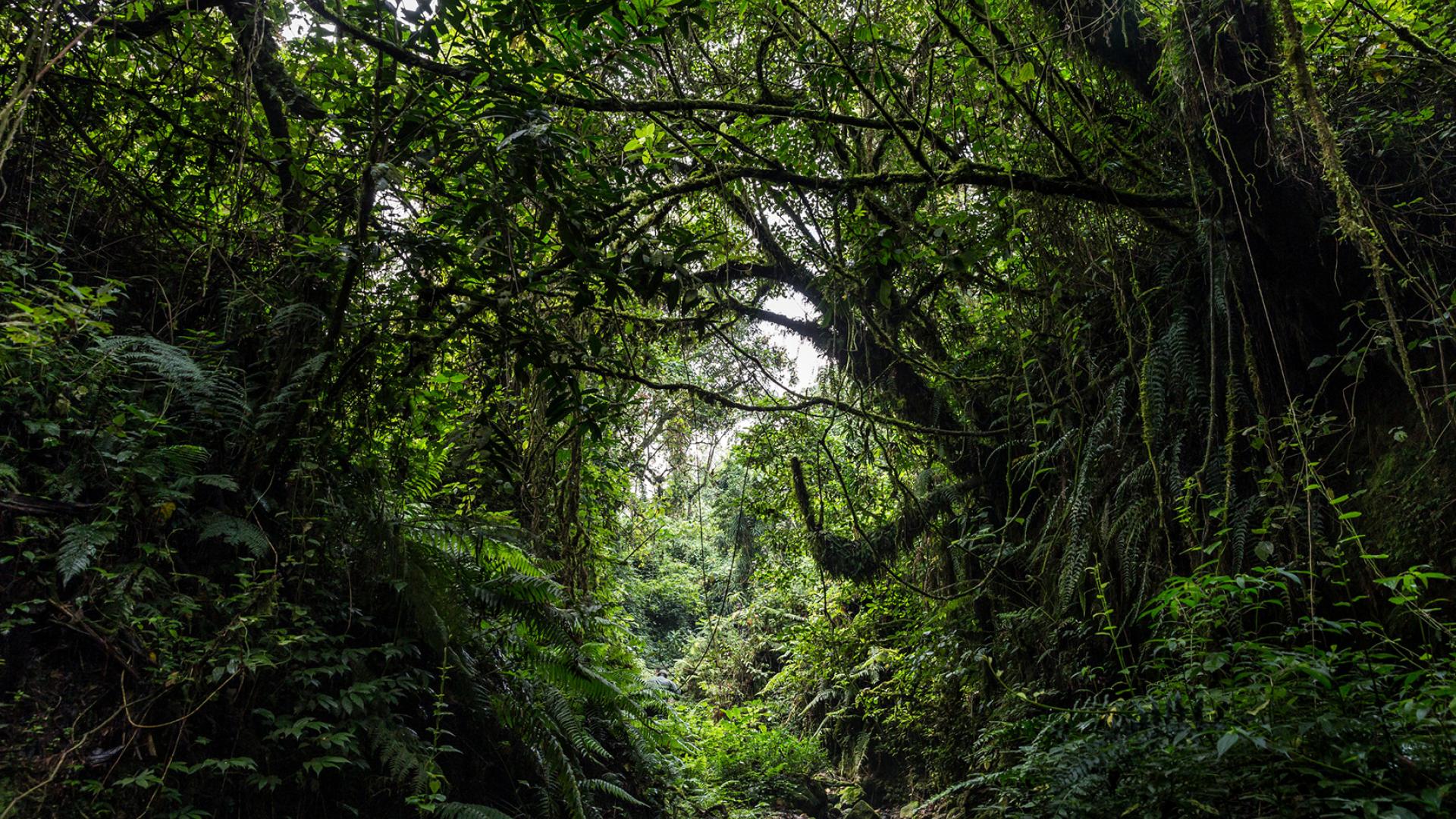 Forêt : Symposium de Berlin, les Etats membres de la COMIFAC souhaitent voir du concret que des promesses non tenues