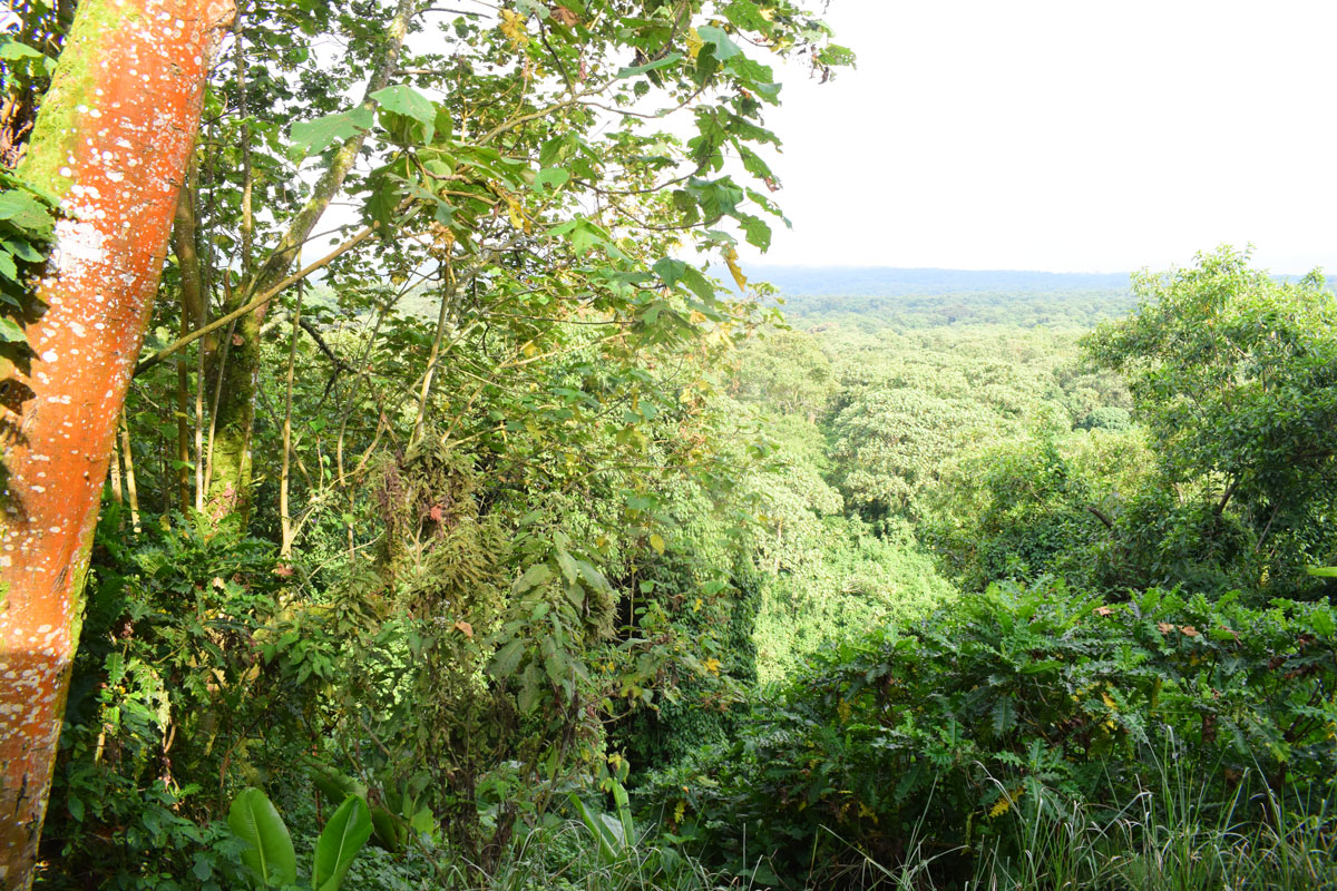 Forêt : 13 Millions de dollars  pour le projet CHILD en RDC