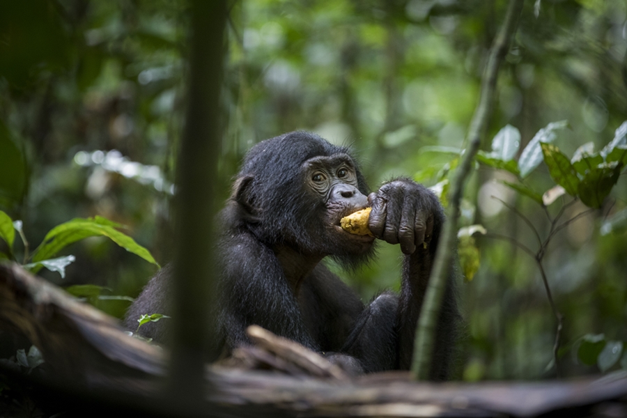 Biodiversité : La RDC prend la tète du groupe des négociateurs africains sur la biodiversité.