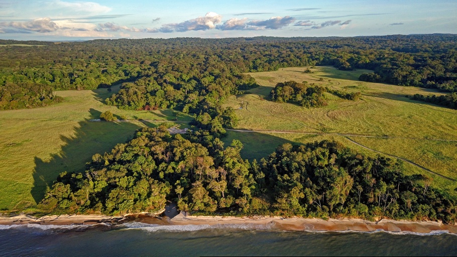 Forêt : Une firme belge va planter 12 millions d’arbres en RDC