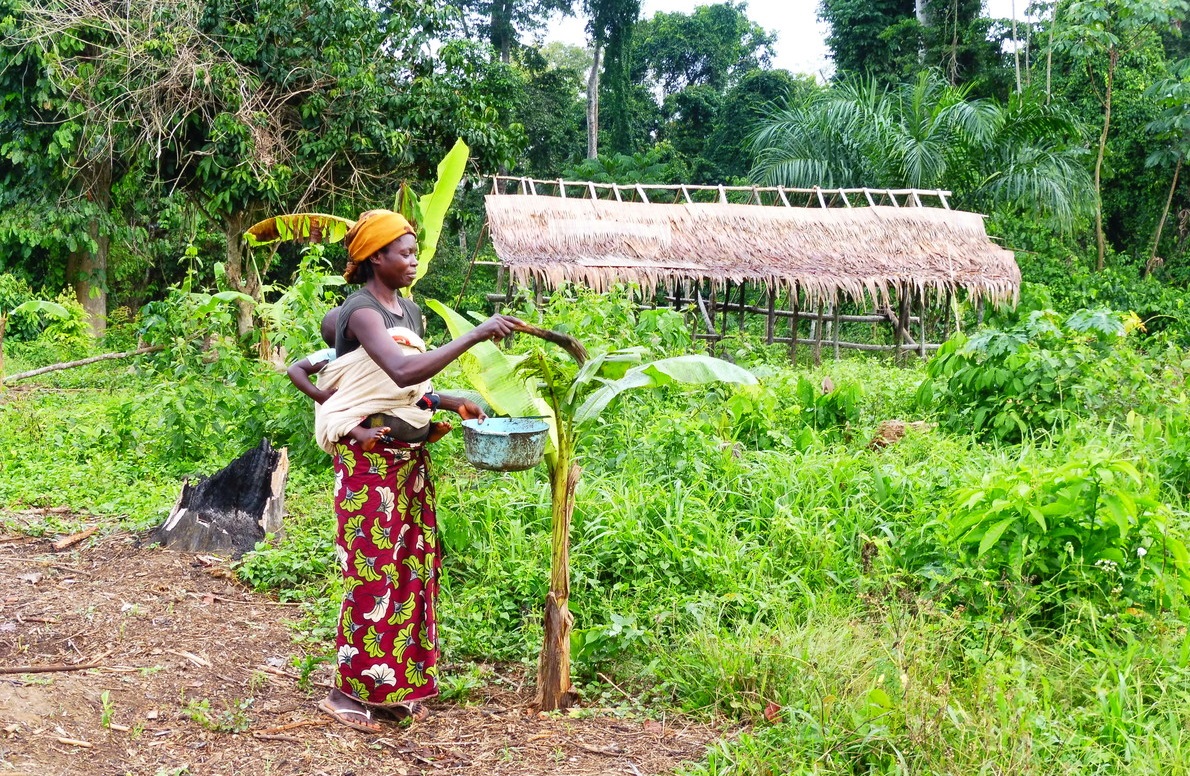 Forêt : Une concession forestière de 500 hectares acquise avec l’appui de la CFLEDD pour les femmes du territoire de Miabi