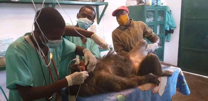 Conservation : Le rôle de médecin vétérinaire jeté dans les oubliettes en RDC ?