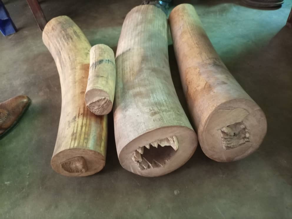 Conservation : Deux suspects arrêtés à Butembo avec 38 kilogrammes d’ivoire et 2 peaux de léopard