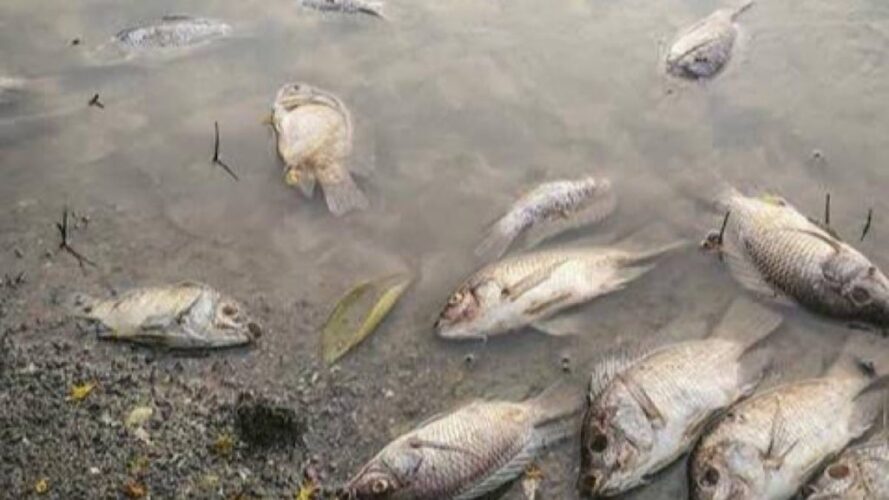 Des poissons morts des suites de la pollution d'une rivière en RDC
