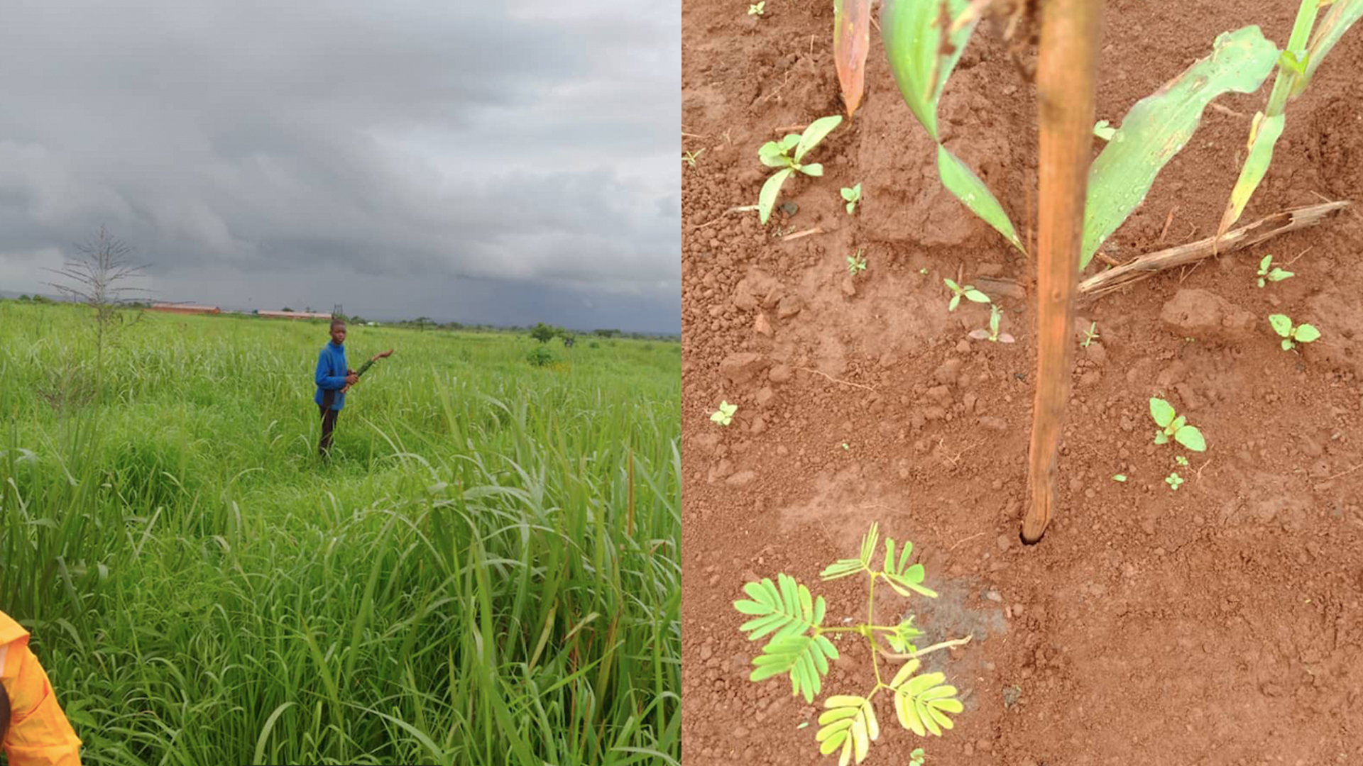 Forêt : Voici ce à quoi ressemble un projet de boisement lancé par gouvernement dans le Haut Katanga