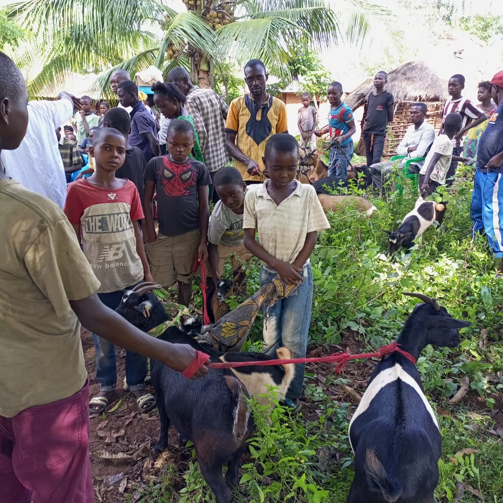 Santé : Des animaux domestiques menacés par une épidémie à Tshikapa 