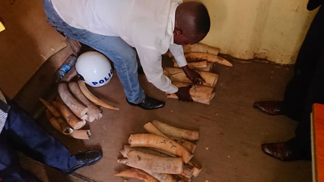 Conservation : 4 trafiquants d’ivoire dont un pasteur arrêtés à Bukavu