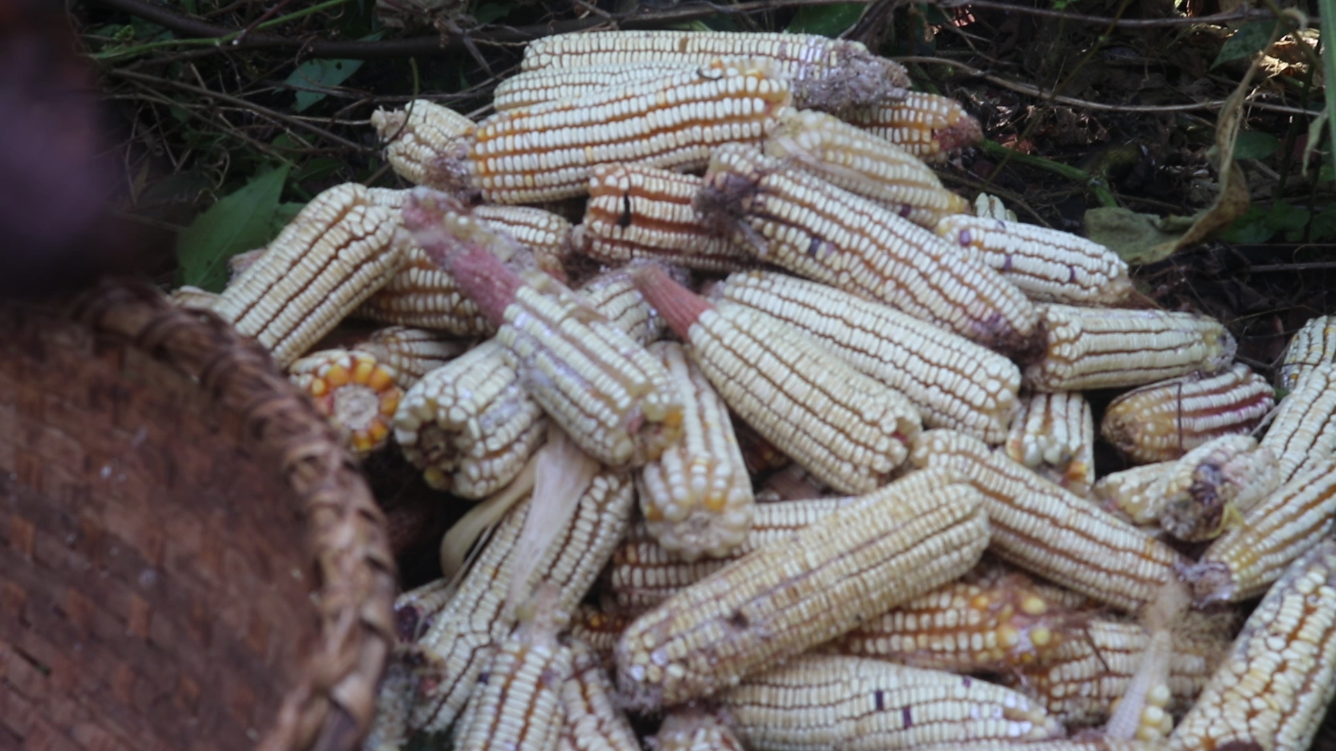 Agriculture : Les maïs et haricots destructeurs des forêts et des savanes du centre de la RDC