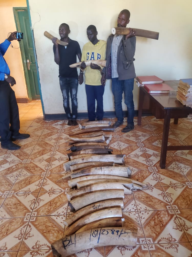 Conservation : 3 trafiquants d’ivoire arrêtés à Aru avec 27 défenses d’éléphants