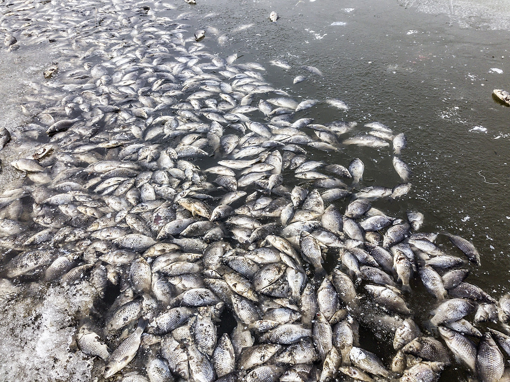 Pollution : Enquête sur les poissons morts aux Nord et Sud-Kivu