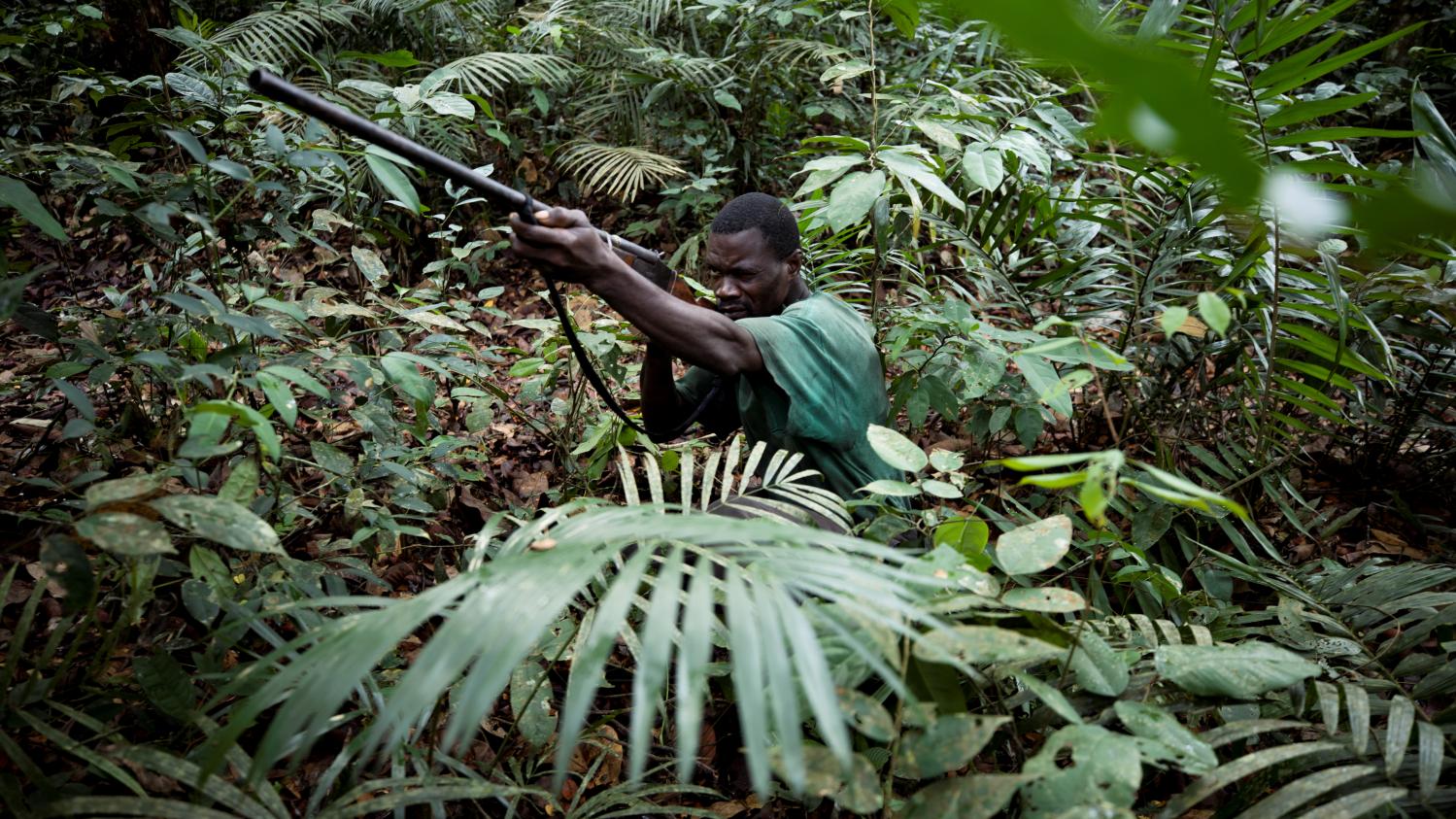 Biodiversité : Dès le 1er juillet la chasse est fermée dans la province de Maniema