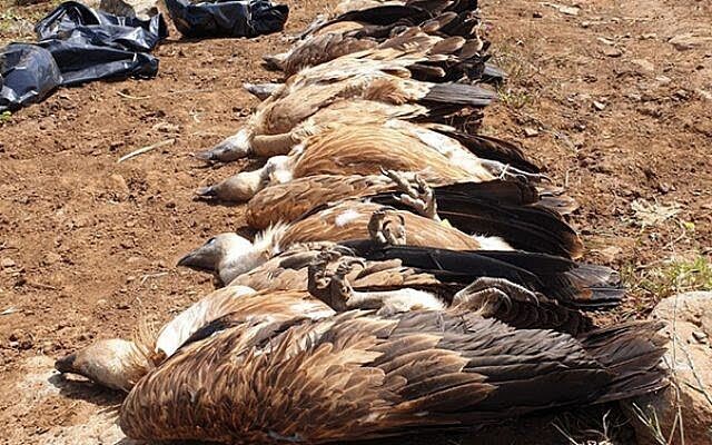 Conservation : Des vautours passent pour une nouvelle cible des braconniers en Afrique