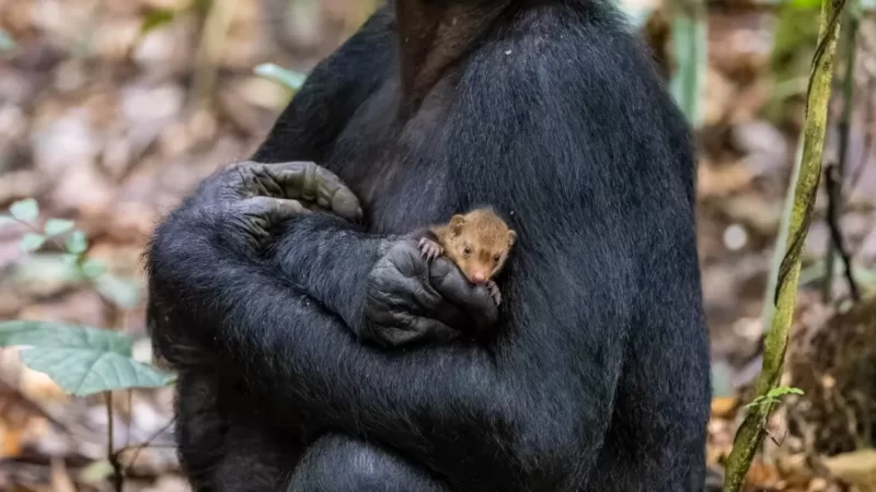 Conservation : Un Bonobo porte et câline une mangouste dans le parc de la Salonga