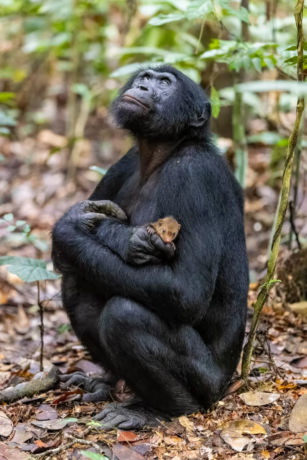 Conservation : Un Bonobo porte et câline une mangouste dans le parc de la Salonga
