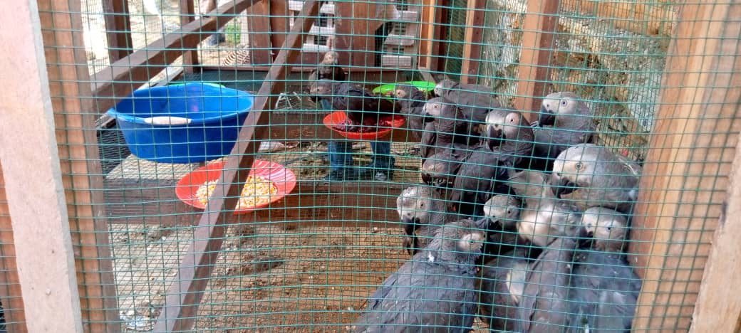 Maniema : Une trentaine de perroquets gris saisis et remis à l’ICCN