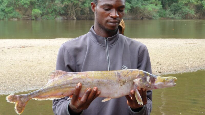 Biodiversité : La diminution des eaux du fleuve Congo entraine la rareté des poissons         