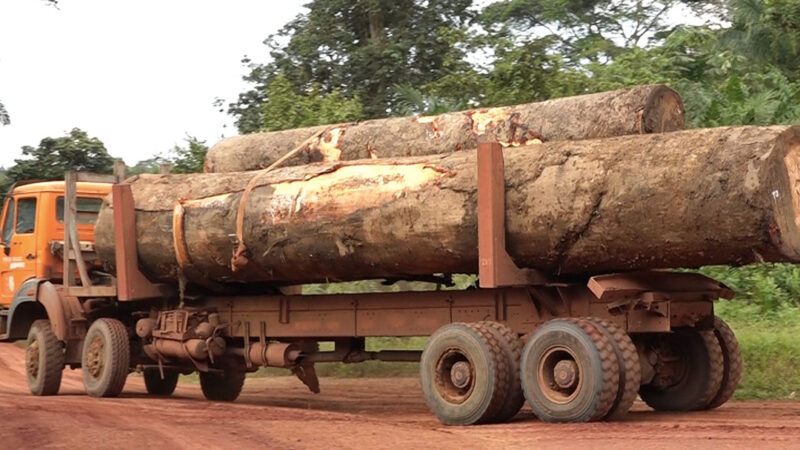 Forêt : APEM attire de nouveau l’attention du gouvernement sur les bavures de COKIBAFODE dans la Mongala et l’Equateur