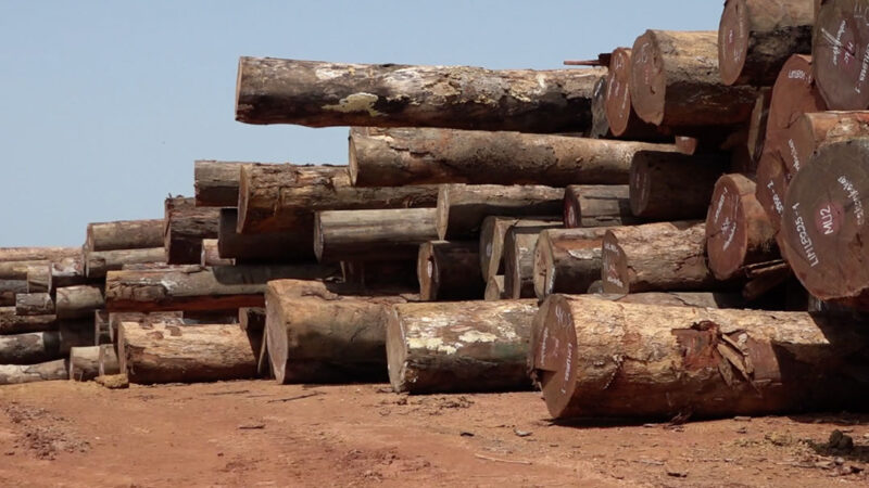 Forêt : En RDC, le bois d’oeuvre crée la pauvreté (enquête)