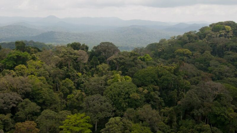 Forêt : Validation de l’étude sur le capital forestier de la RDC