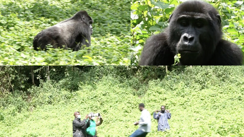 Conservation : Il faut en moyenne deux ans pour habituer une famille de gorilles de montagne à la présence humaine