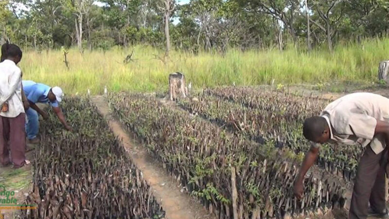 Forêt : Présentation des acquis et clôture du projet « Gestion durable communautaire des forêts Miombo »