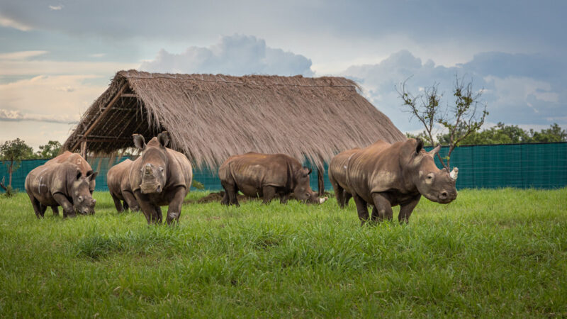 Conservation : Que faut-il retenir des rhinocéros blancs du Sud introduits à la Garamba ?