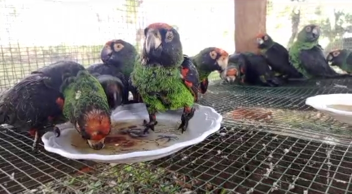 Maniema : La capture et la commercialisation des perroquets verts et gris formellement interdites