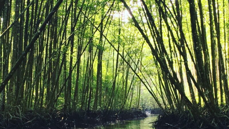 Forêt : Inverser la tendance à la déforestation des mangroves