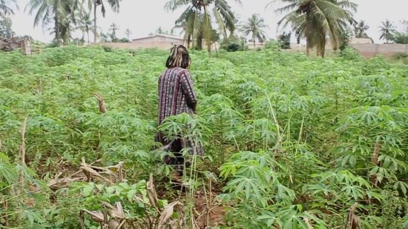 Agriculture : À Yangambi, la récolte du manioc est passée de 9000 kg à 21 500 kg à l’hectare