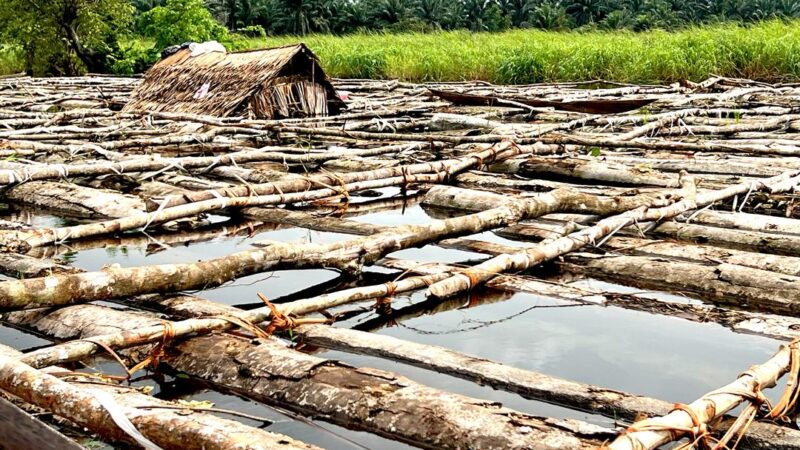 Forêt : Permis politiques, clientélisme et illégalités, qui profite de l’exploitation artisanale du bois d’œuvre en RDC ?