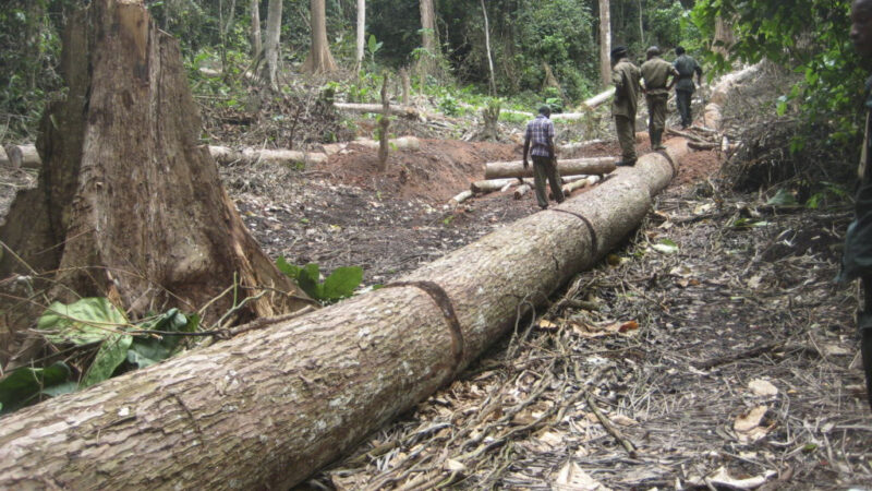 Forêt : Face à un pillage systématique du bois rouge à Wamaza, le TRIPAIX de Kabambare ordonne la saisie de biens des exploitants