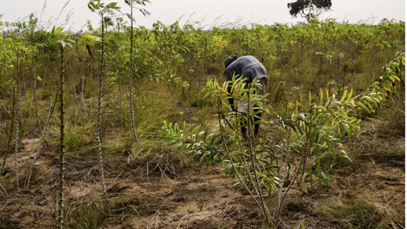 Brazzaville : Le système agroforestier Acacia-Manioc offre des opportunités pour l’afforestation en Afrique centrale