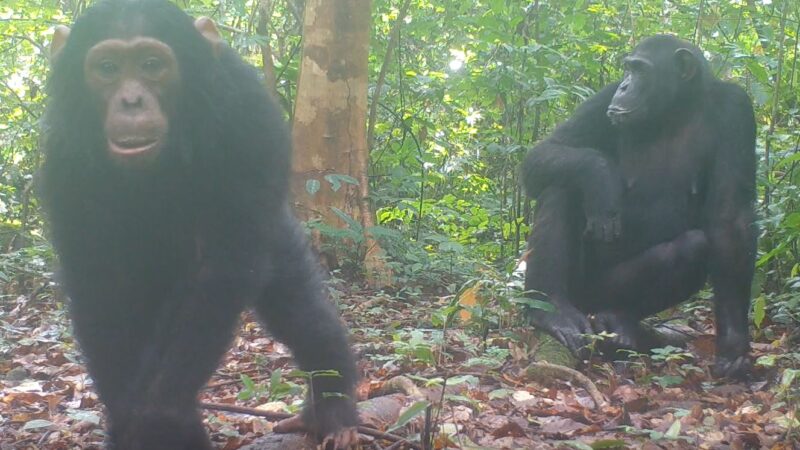 Conservation : Le Parc National de la Garamba, un bastion pour la conservation des chimpanzés dans le nord-est de la RDC