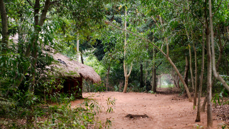 Forêt : Un projet REDD fait le bonheur des habitants dans les bassins de Mbuji-Mayi et Kananga