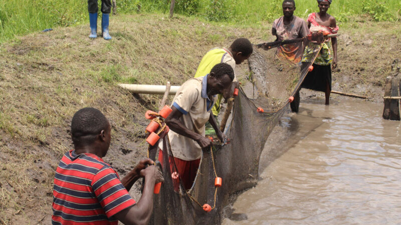 Haut-Uélé : La pisciculture comme alternative au défi de sécurité alimentaire pour les communautés riveraines du Parc National de la Garamba