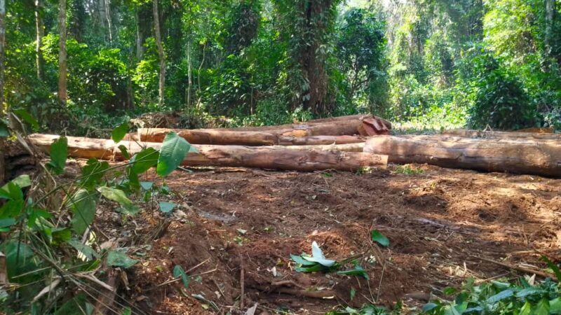 Forêt : RDC Pays-Solution aux antipodes de criminalisation de la biodiversité ? (Edito)