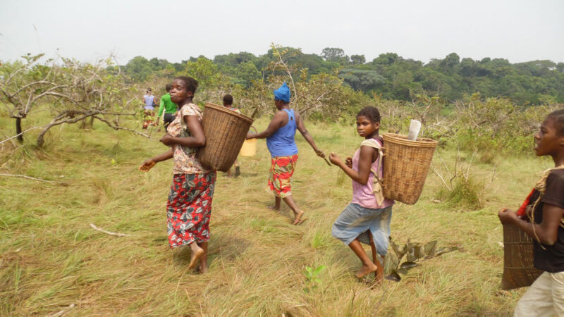 Forêt : L’ONG Mbou-Mon-Tour choisie pour faire partie du programme « Thriving Forests »