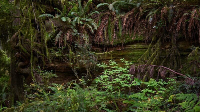 Biodiversité : Financement raté des forêts tropicales du bassin du Congo,  faut-t-il espérer en Février 2025?