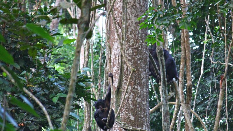 Conservation : Mbou-Mon-Tour récompensée au Prix Environnemental International EcoWorld 2024