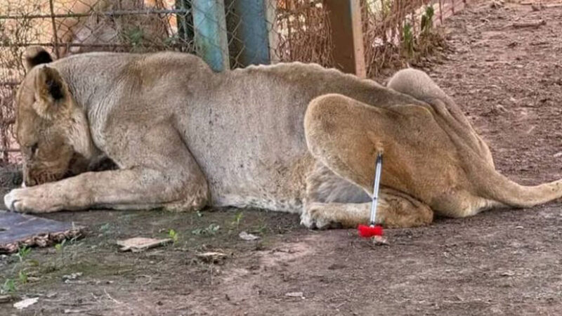 Conservation : Lions en cavale à Lubumbashi, le défi de la création et de la gestion d’aires protégées privées en RDC