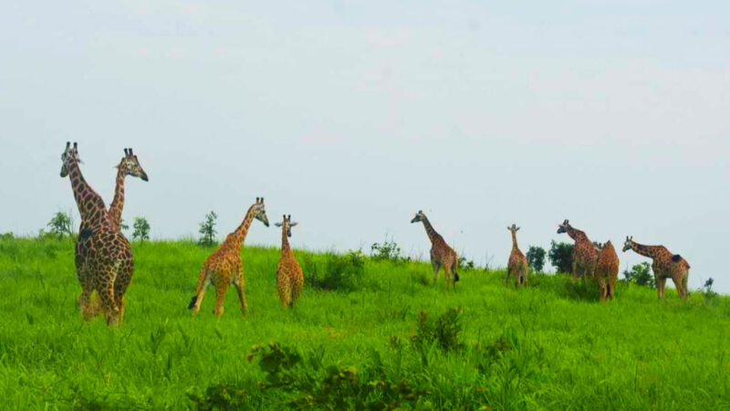 Conservation : De l&rsquo;extinction à la prospérité, le succès de la reproduction des girafes congolaises à Garamba