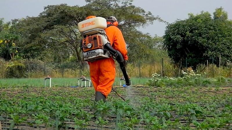 Santé : Alerte sur la contamination des légumes à Kinshasa, un scientifique met en garde contre les dangers pour la santé