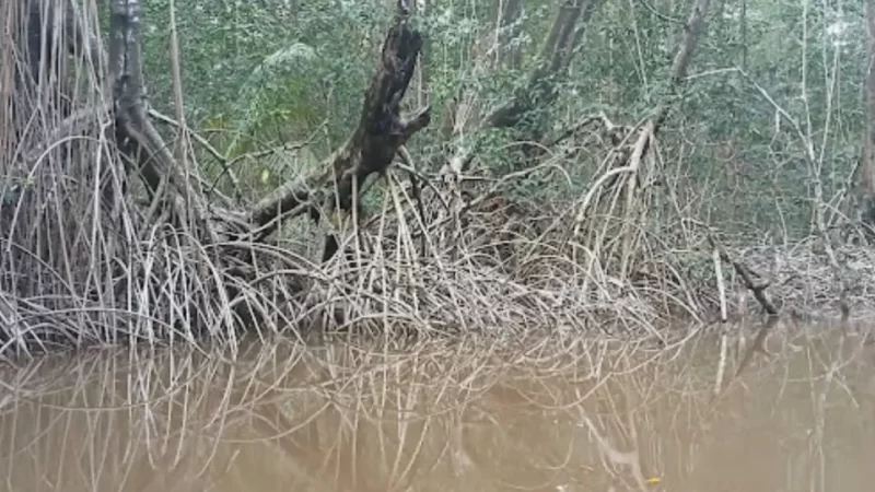 Togo–RD Congo, entre torchères et transhumance, les mangroves  sous pression