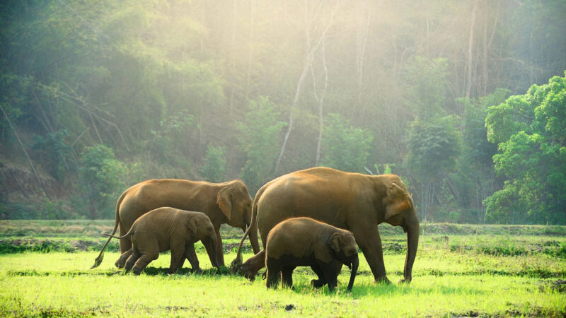 Biodiversité : Un rapport mondial met en garde, « les liens brisés dans la nature menacent la vie sur Terre »