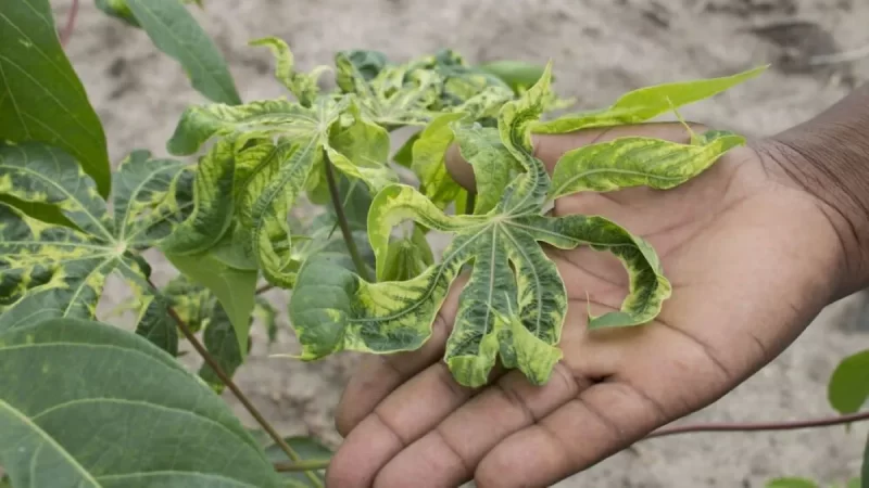 Climat : Une étude révèle la vulnérabilité inquiétante des cultures vivrières au Congo et l’urgence d’agir