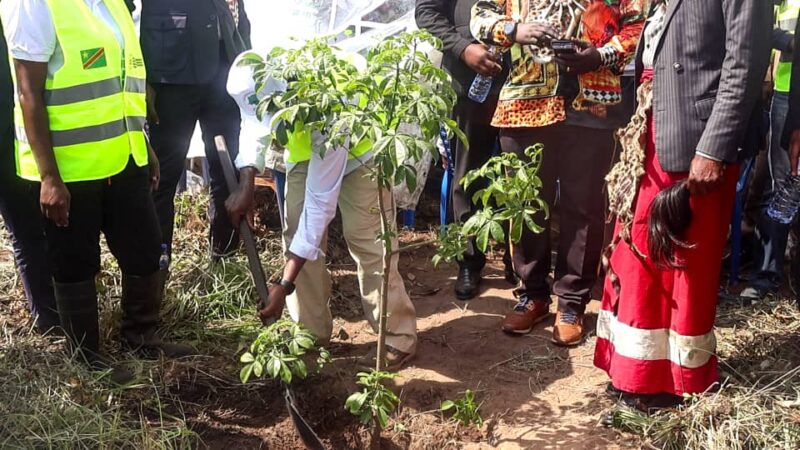 Forêt : Mise en terre des plantules pour restaurer 10 hectares de terres à Lemba Imbu (Kinshasa)