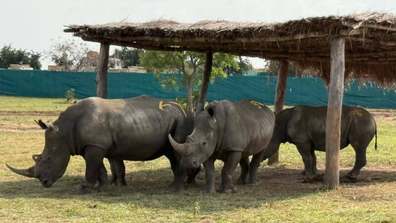 Conservation : Que savoir de nouveaux rhinocéros blancs transloqués à la Garamba ?