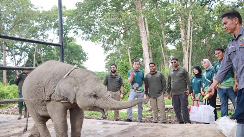 Jakarta : L&rsquo;Indonésie fait appel à l&rsquo;expertise de Vantara pour sauver l&rsquo;éléphant de Sumatra de l&rsquo;EEHV